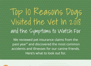 10 hlavních důvodů, proč psi navštěvují veterináře [Infographic]