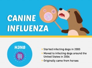 개 인플루엔자란 무엇입니까?