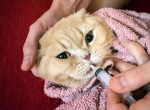 ペットに薬を与える方法