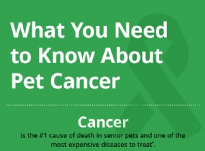 애완동물 암에 대해 알아야 할 사항