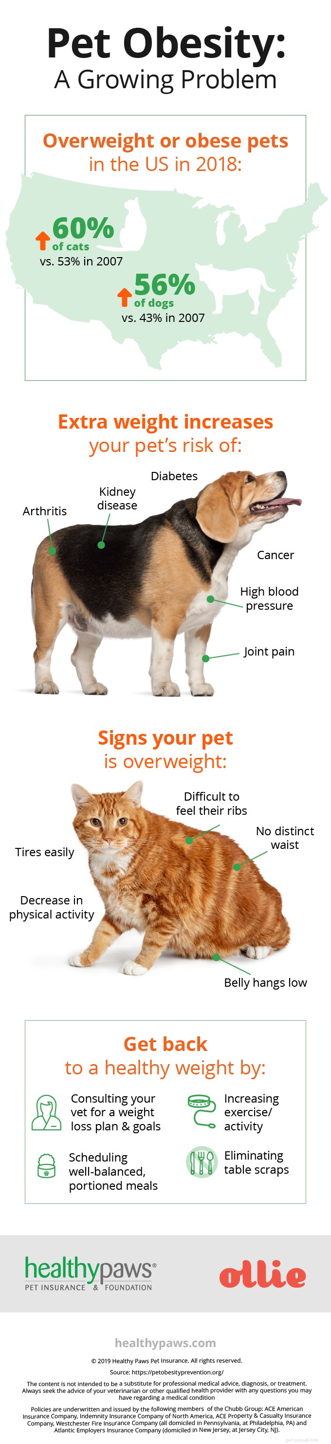 ペットの肥満:増大する問題