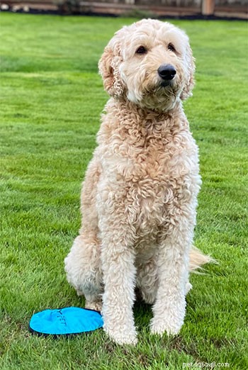 Goldendoodle återhämtar sig från njurmassa med kirurgi