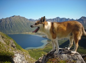 6 krásných psích plemen, o kterých jste nikdy neslyšeli 