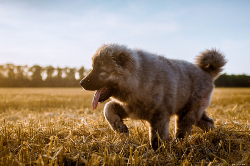 6 belas raças de cães que você nunca ouviu falar