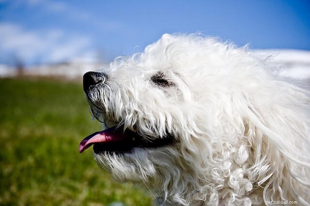 Миф о гипоаллергенных породах собак