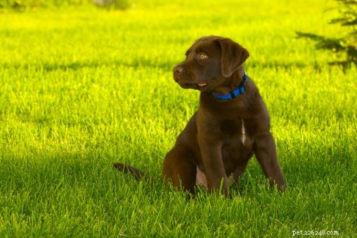 Données sur les chiens :Labrador Retrievers