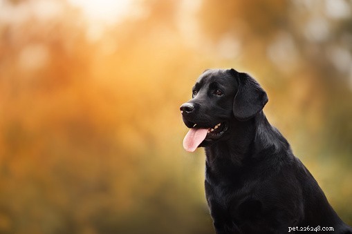 Données sur les chiens :Labrador Retrievers