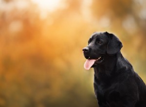 Fatos sobre cães:Labrador retriever