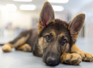 Hondenfeiten:Duitse herder