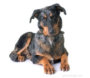 Список самых уникальных французских пород собак ко Дню взятия Бастилии