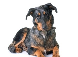 Список самых уникальных французских пород собак ко Дню взятия Бастилии