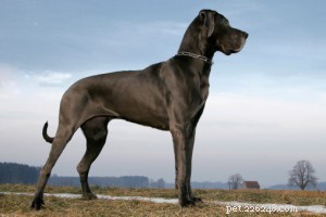 大型犬の品種:もっと好きに!