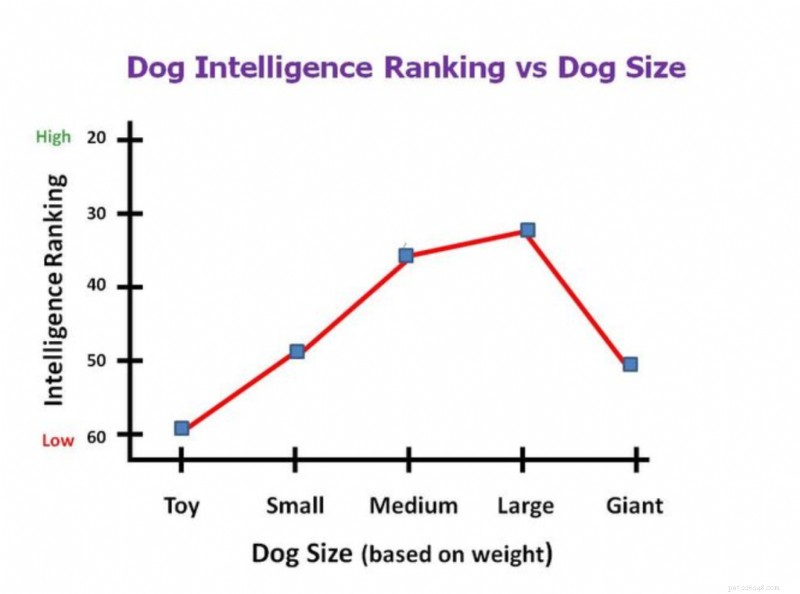 큰 개는 작은 개보다 똑똑합니까?