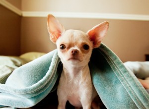Hundfakta:Chihuahuas