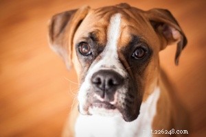 16 honden die niet verharen:honden die niet verharen