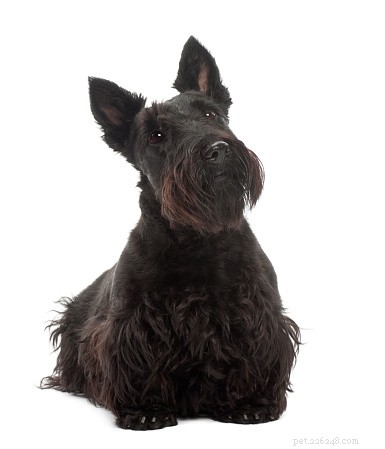 Hondenfeiten:Schotse Terriërs
