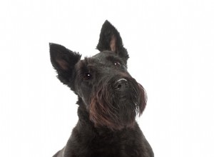 Dati sui cani:Scottish Terrier