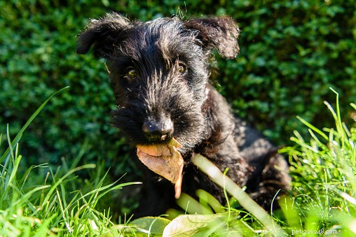 Dati sui cani:Scottish Terrier