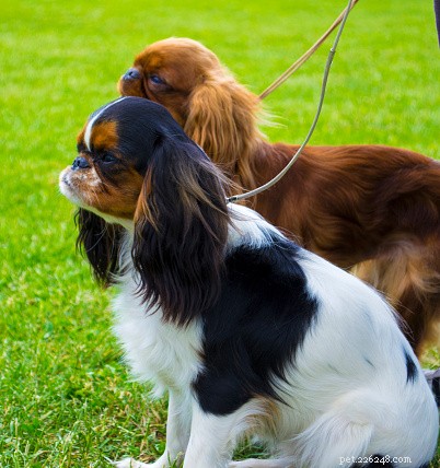Fatos sobre cães:Cavalier King Charles Spaniel