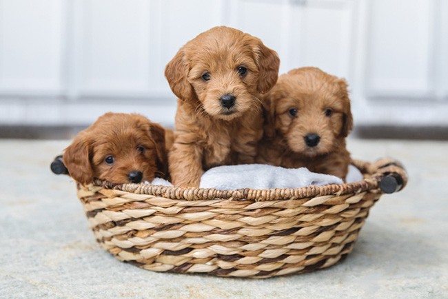 Rasguide:Goldendoodle