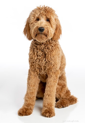 Rasguide:Goldendoodle