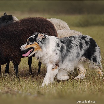 Руководство по породе:Австралийская овчарка