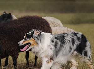 Руководство по породе:Австралийская овчарка