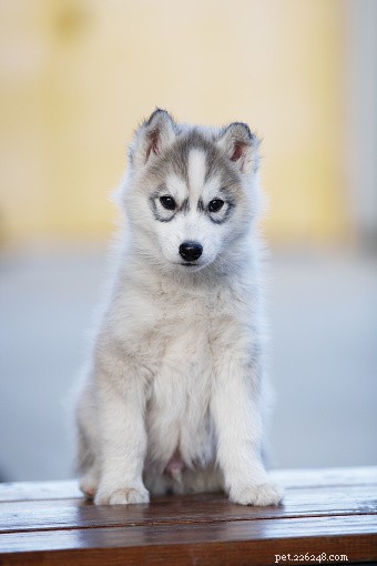Données sur les chiens :Husky de Sibérie