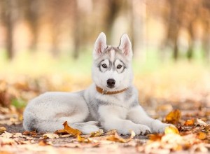 Données sur les chiens :Husky de Sibérie