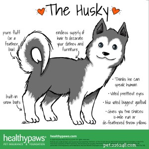 Fatos sobre cães:Husky siberiano