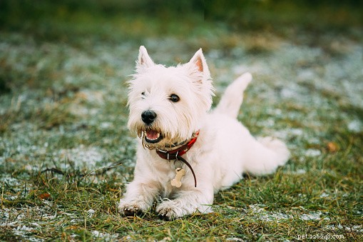 Fatos sobre cães:West Highland Terriers