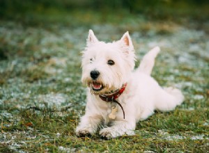 Données sur les chiens :West Highland Terriers
