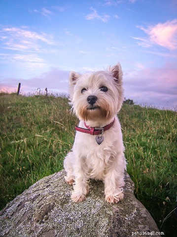 Données sur les chiens :West Highland Terriers