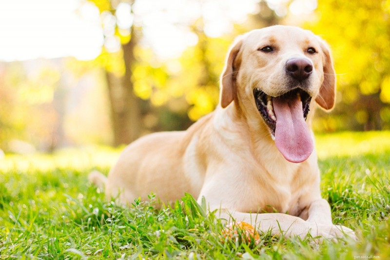 13 gemakkelijkste hondenrassen om te trainen