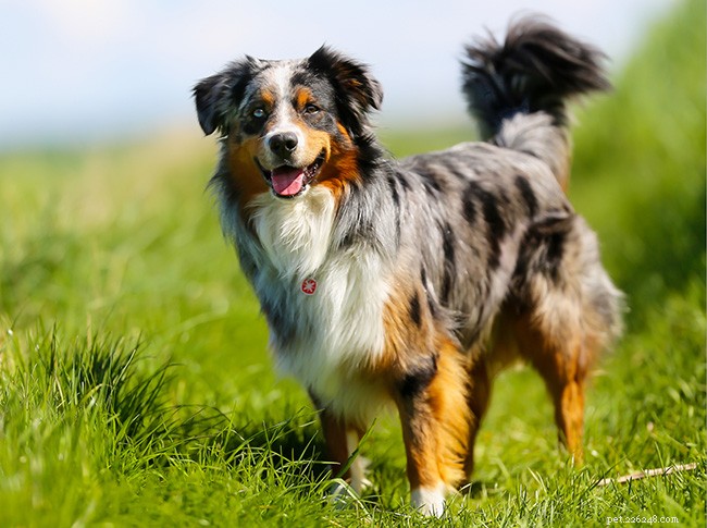 13 raças de cães mais fáceis de treinar
