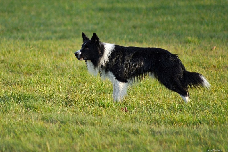 最も訓練しやすい犬種 13 種