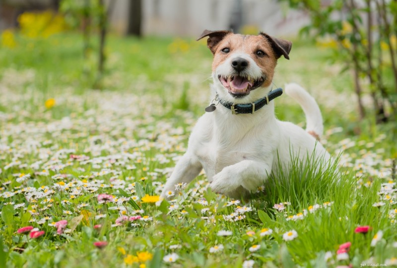 Guide de race :Jack Russell Terrier