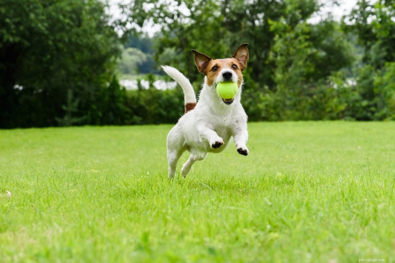 Guide de race :Jack Russell Terrier