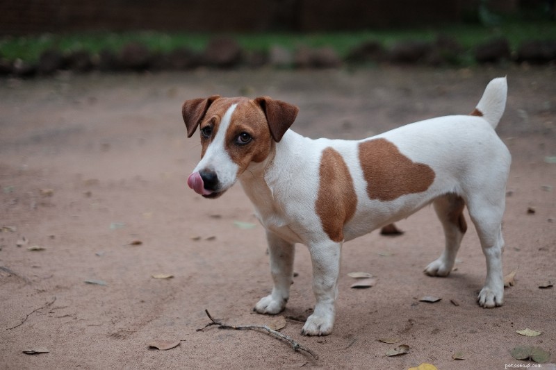 Guida alla razza:Jack Russell Terrier