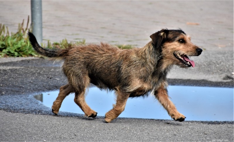 Guide de race :Mélange Terrier