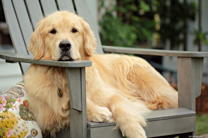 9 лучших пород собак для начинающих владельцев
