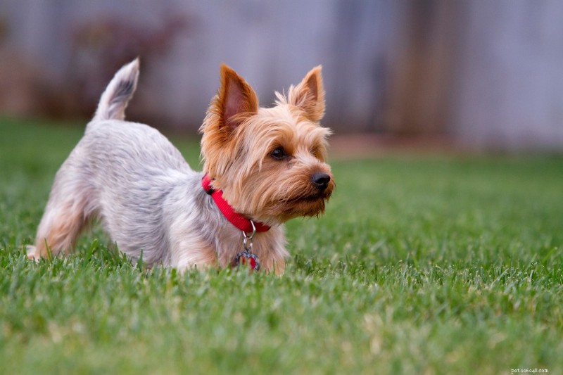 Guida alla razza:Yorkshire Terrier