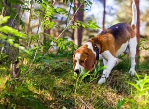 Rasguide:Beagle