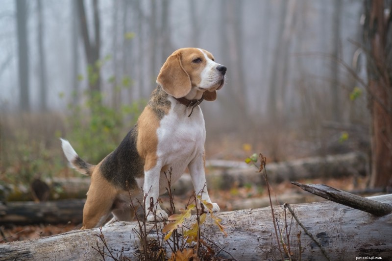 Guide de race :Beagle