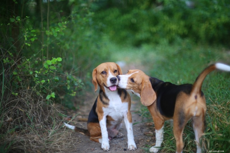 Guia da raça:Beagle