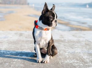 Guida alla razza:Boston Terrier