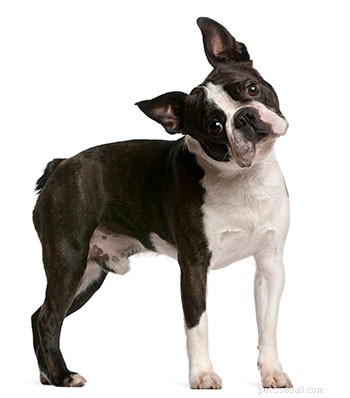Rasguide:Boston Terrier