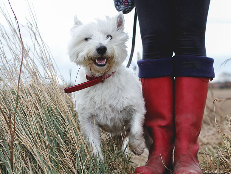Rasgids:West Highland White Terrier