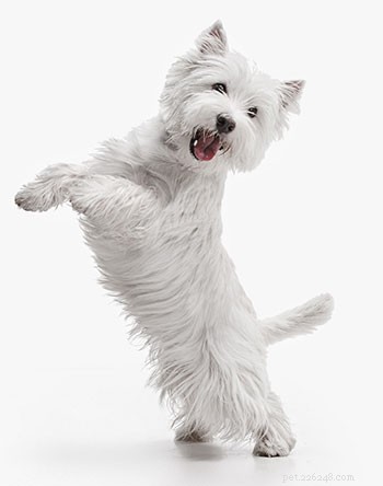 Guia da raça:West Highland White Terrier