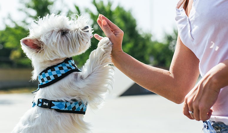Guide de race :West Highland White Terrier